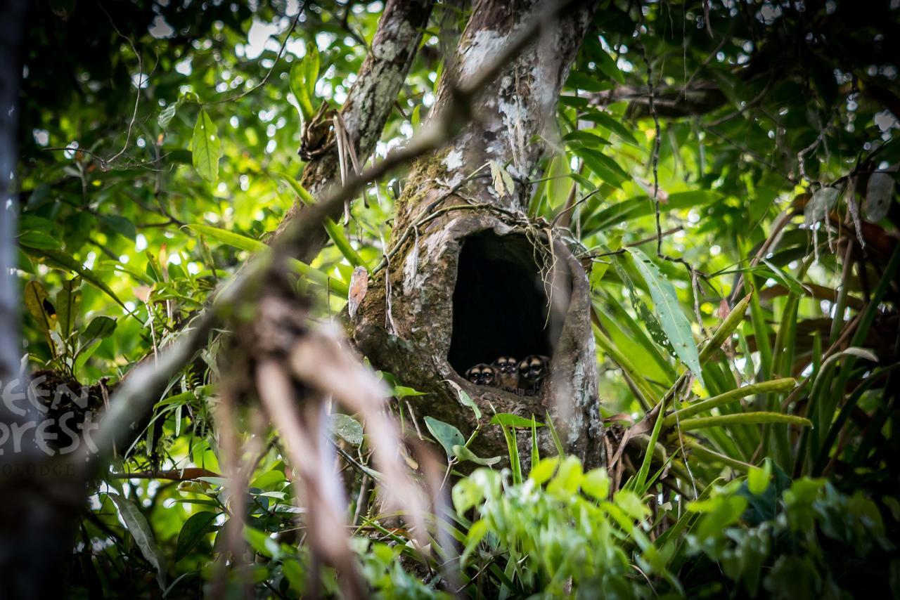 Green Forest Ecolodge Puerto Montufar Exterior foto